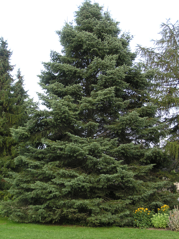 A mature tree in the Rayner Gardens, London, Ontario, Canada.