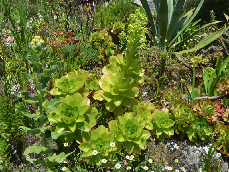 Aeonium percarneum, form. Tresco Abbey Garden, Tresco, Isles of Scilly, United Kingdom. Aeonium percarneum, form. Tresco Abbey Garden, Tresco, Isles of Scilly, United Kingdom.