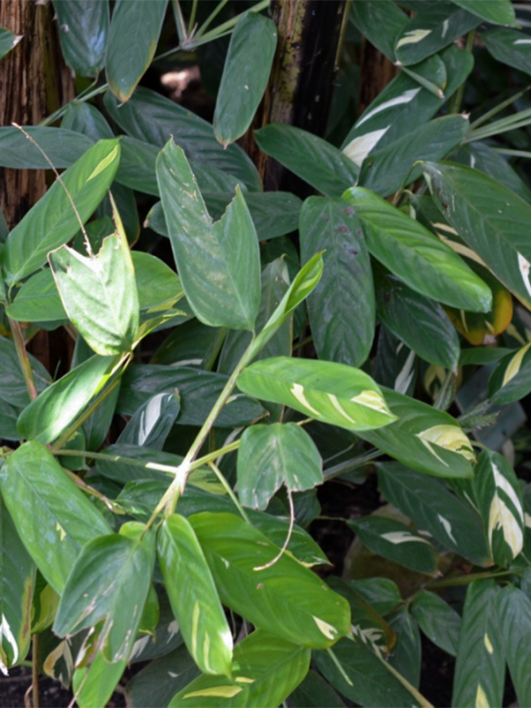 Alpinia zerumbet 'Variegata', spring. Centennial Conservatory, Thunder Bay, Ontario, Canada. Alpinia zerumbet 'Variegata', spring. Centennial Conservatory, Thunder Bay, Ontario, Canada.