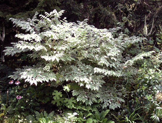 World Plants