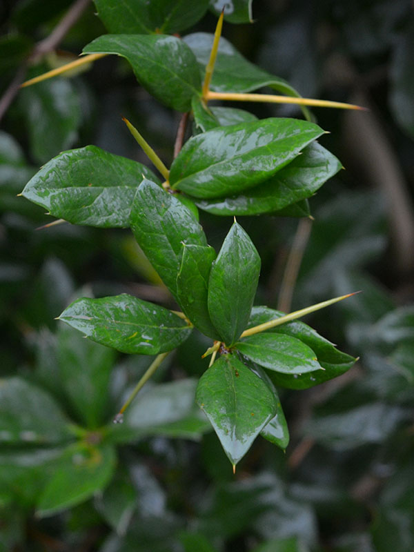 Berberis valdiviana, leaf. Wakehurst Place, Ardingly, Haywards Heath, Sussex, England. 25/10/2019. Berberis valdiviana, leaf. Wakehurst Place, Ardingly, Haywards Heath, Sussex, England. 25/10/2019.