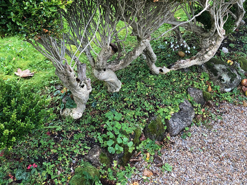 Buxus sempervirens, bark. Godolphin House, Helston, United Kingdom. Buxus sempervirens, bark. Godolphin House, Helston, United Kingdom.