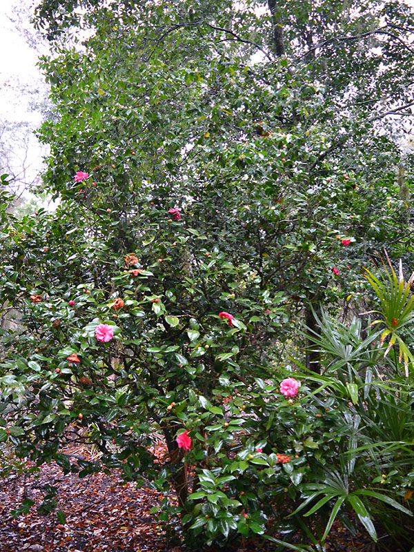 Camellia japonica 'Elena Nobile', form. Harry P. Leu Gardens, Orlando, Florida, United States of America. Camellia japonica 'Elena Nobile', form. Harry P. Leu Gardens, Orlando, Florida, United States of America.