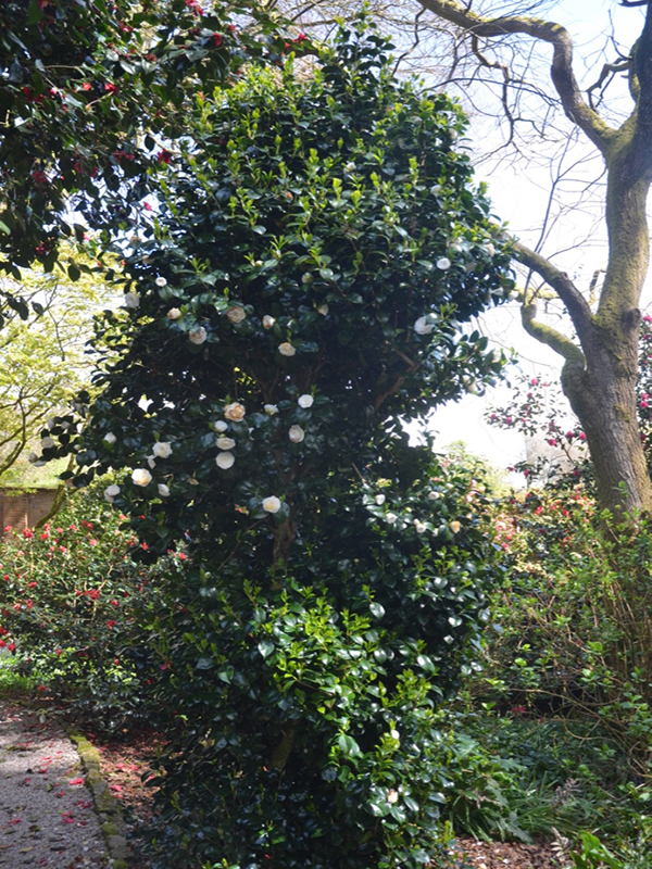Camellia japonica 'Alba Plena', form, Trengwainton Garden, Madron, near Penzance, Cornwall, United Kingdom. Camellia japonica 'Alba Plena', form, Trengwainton Garden, Madron, near Penzance, Cornwall, United Kingdom.