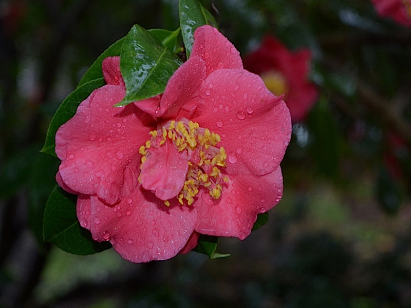 Camellia japonica 'Grandiflora Rosea', flower. Harry P. Leu Gardens, Orlando, Florida, United States of America. Camellia japonica 'Grandiflora Rosea', flower. Harry P. Leu Gardens, Orlando, Florida, United States of America.