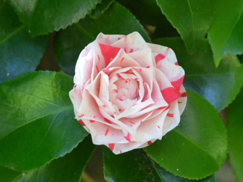 Camellia japonica 'Lavinia Maggi', flower. Trebah Garden Trust, Mawnan Smith, Falmouth, Cornwall, United Kingdom. Camellia japonica 'Lavinia Maggi', flower. Trebah Garden Trust, Mawnan Smith, Falmouth, Cornwall, United Kingdom.