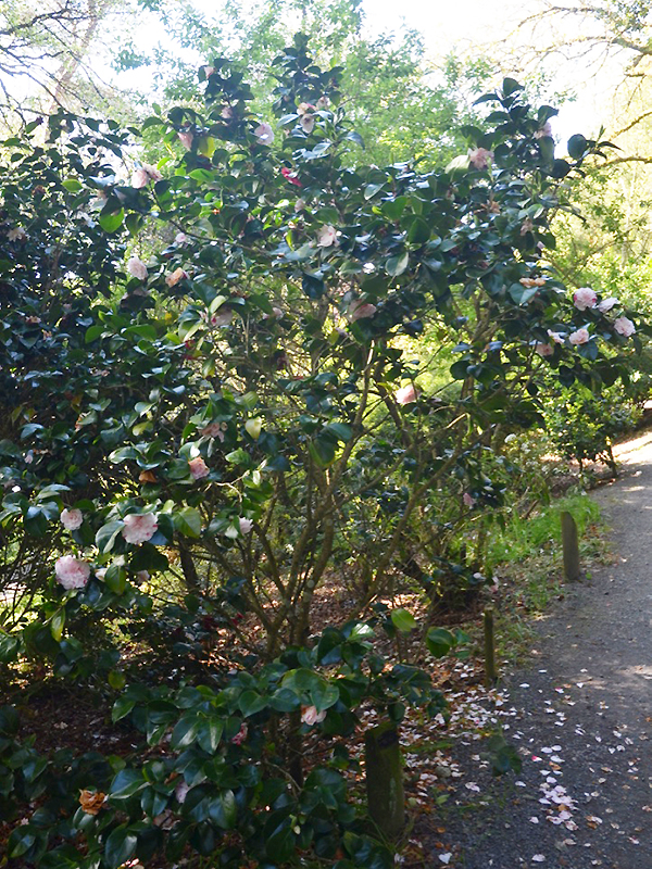 Camellia japonica 'Lavinia Maggi', form. Trebah Garden Trust, Mawnan Smith, Falmouth, Cornwall, United Kingdom. Camellia japonica 'Lavinia Maggi', form. Trebah Garden Trust, Mawnan Smith, Falmouth, Cornwall, United Kingdom.