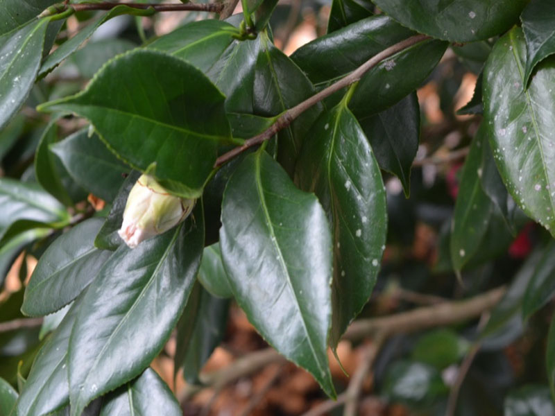 Camellia japonica 'Sweetie Pie', leaf. Bok Tower Gardens. Lake Wales, Florida, United States of America. Camellia japonica 'Sweetie Pie', leaf. Bok Tower Gardens. Lake Wales, Florida, United States of America.
