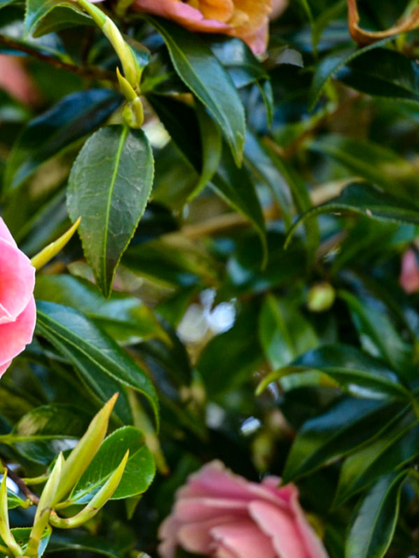 Camellia x williamsii 'Lady's Maid'. Burncoose Nursery and Gardens, Gwennap, Redruth, Cornwall, England. Camellia x williamsii 'Lady's Maid'. Burncoose Nursery and Gardens, Gwennap, Redruth, Cornwall, England.