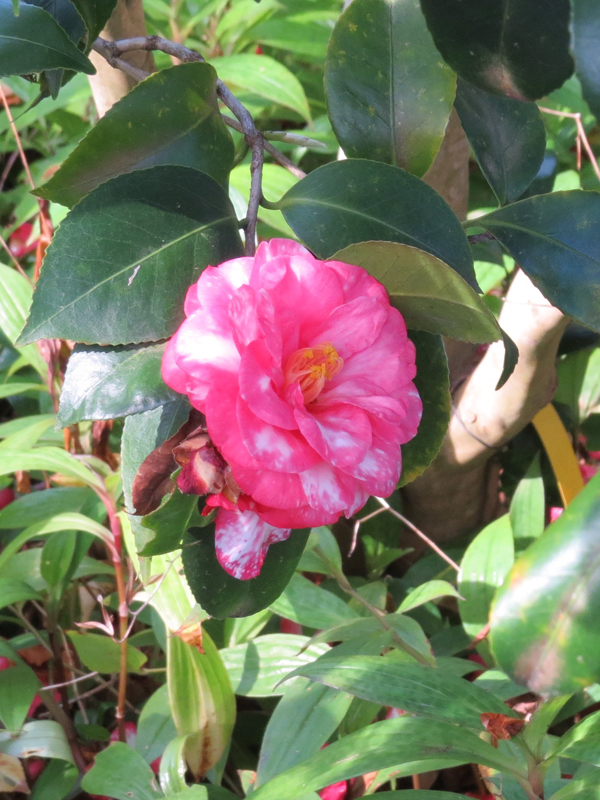 Camellia japonica 'Tabbs' Camellia japonica 'Tabbs'