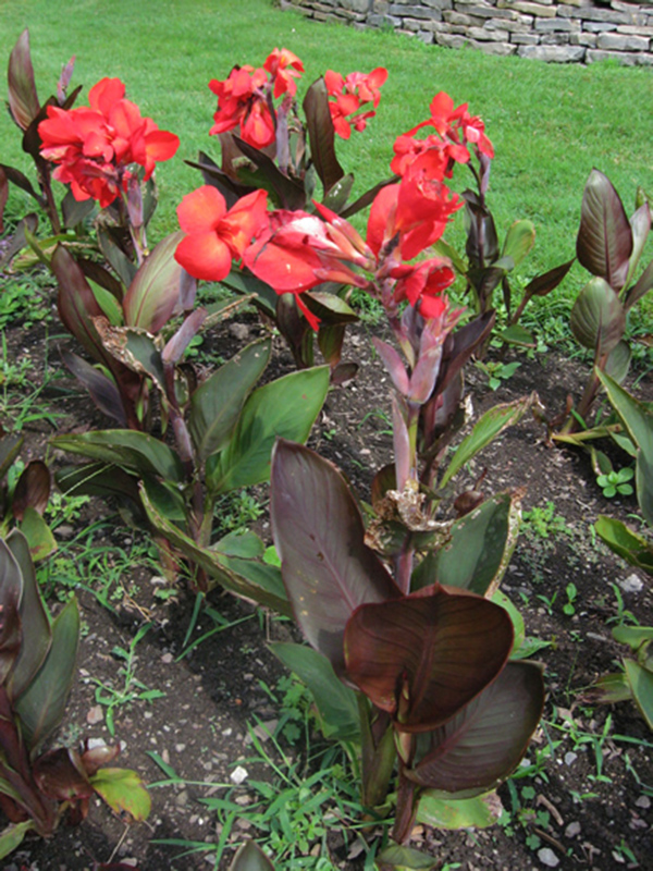 Flower Seeds Canna Lily Seeds - Tropical Bronze Scarlet Canna