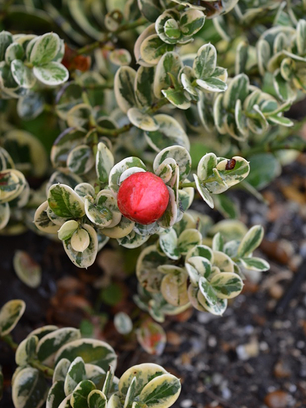 Carissa macrocarpa 'Humphreyi Variegata', bud. Harry P. Leu Gardens, Orlando, Florida, United States of America. Carissa macrocarpa 'Humphreyi Variegata', bud. Harry P. Leu Gardens, Orlando, Florida, United States of America.