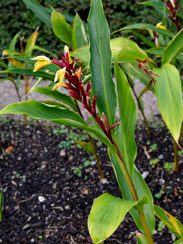 Cautleya-gracilis. Flower 2, Lanhydrock Gardens, Cornwall, England.16/10/2019. Cautleya-gracilis. Flower 2, Lanhydrock Gardens, Cornwall, England.16/10/2019.