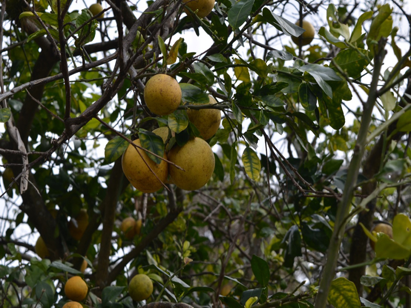 Citrus x paradisis 'Ruby Red', fruit, Citrus reticulata 'Sunburst', leaf, Bok Tower Gardens, Lake Wales, Florida, United States of America. Citrus x paradisis 'Ruby Red', fruit, Citrus reticulata 'Sunburst', leaf, Bok Tower Gardens, Lake Wales, Florida, United States of America.