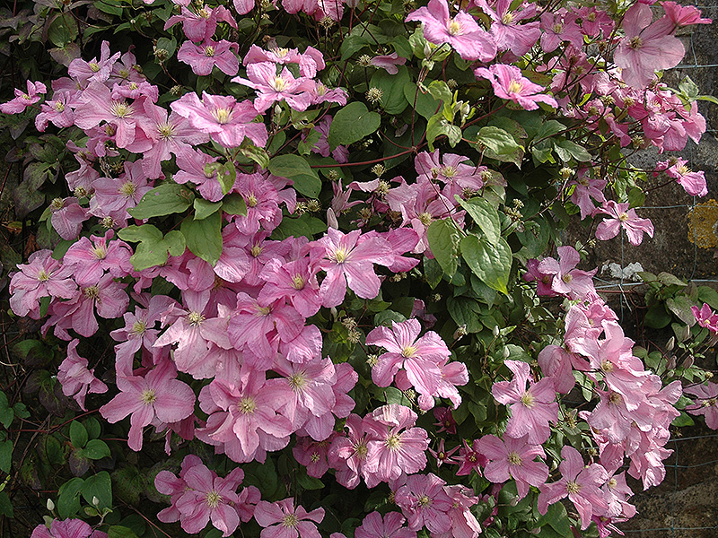 Clematis 'Comtesse de Bouchard'. Clematis 'Comtesse de Bouchard'.
