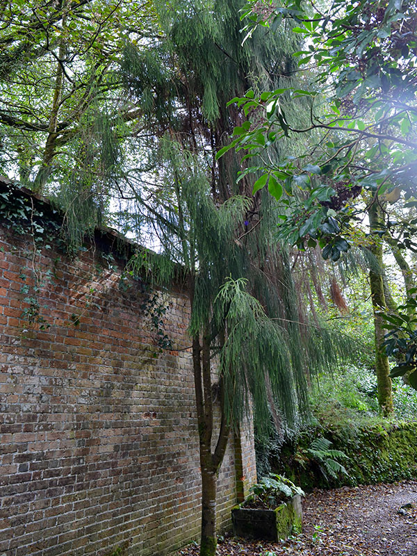 Dacrydium cupressinium, form. Trengwaighton Garden, Madron, Cornwall, United Kingdom. 16/10/2019. Dacrydium cupressinium, form. Trengwaighton Garden, Madron, Cornwall, United Kingdom. 16/10/2019.
