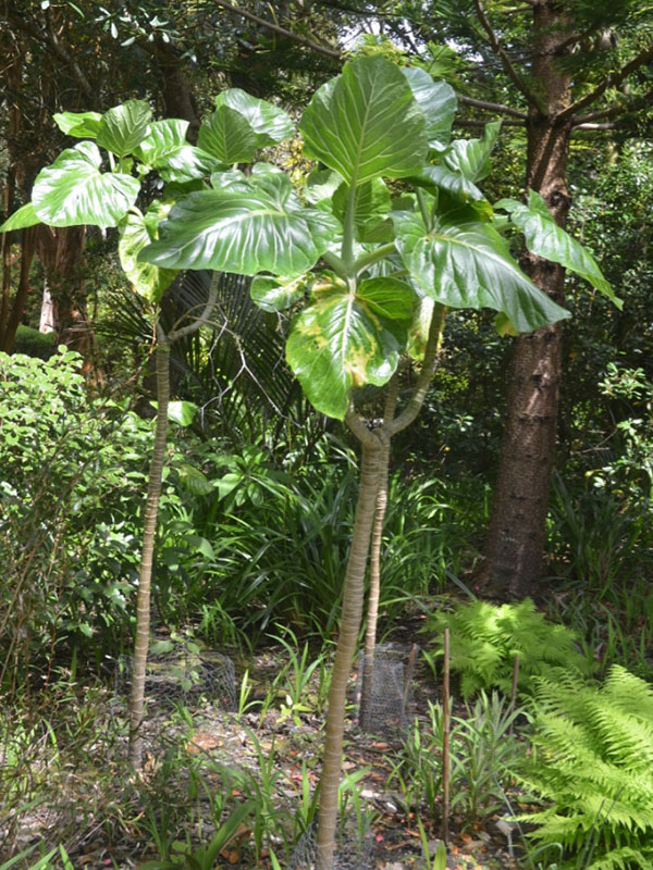 Dendroseris littoralis, form. Tresco Abbey Garden, Tresco, Isles of Scilly, United Kingdom. Dendroseris littoralis, form. Tresco Abbey Garden, Tresco, Isles of Scilly, United Kingdom.