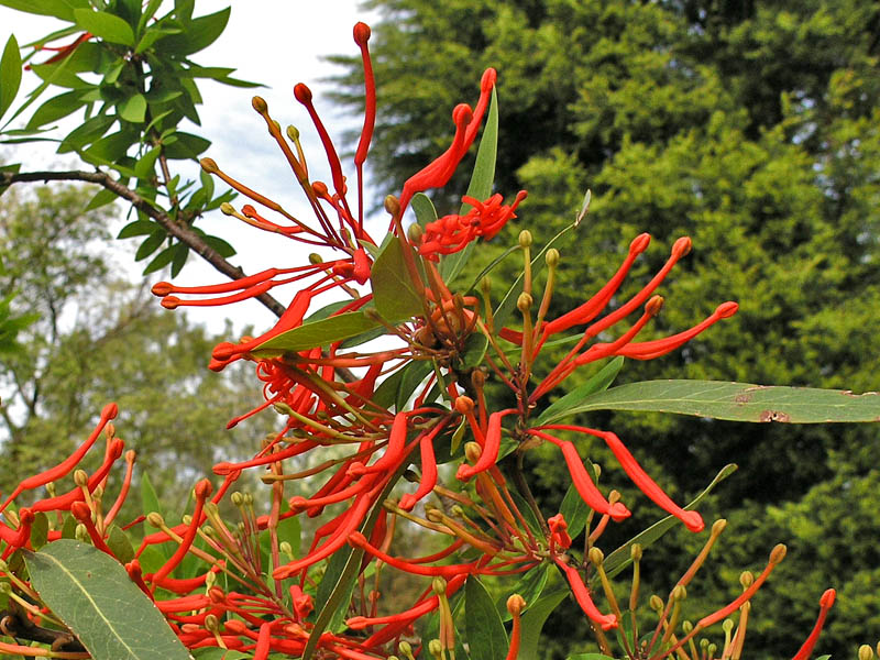 Embothrium coccineum, flower cluster. Embothrium coccineum, flower cluster.