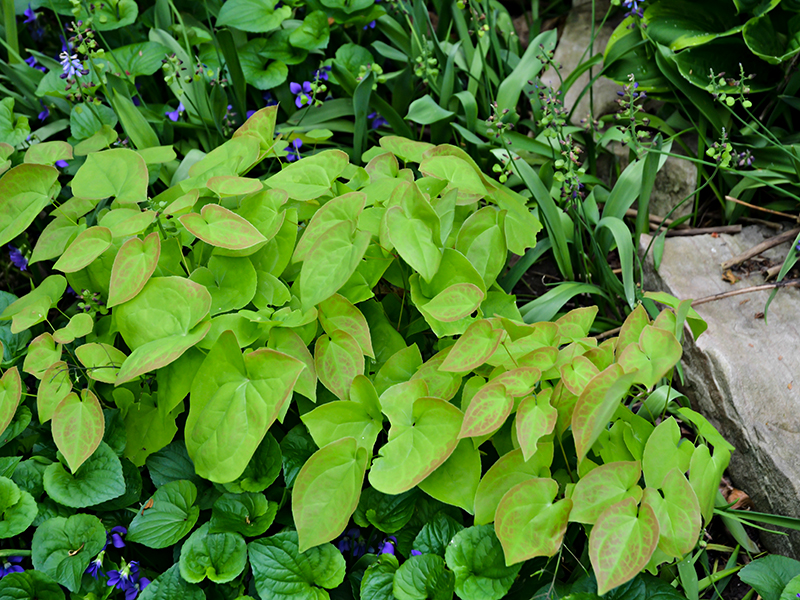 Epimedium x versicolor 'Sulphureum'. Epimedium x versicolor 'Sulphureum'.