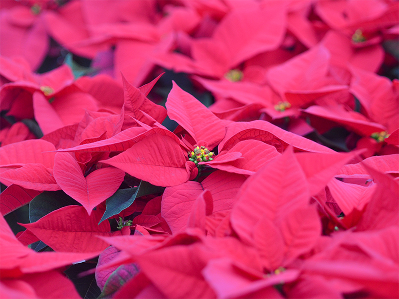 Euphorbia pulcherrima 'Christmas Joy' Euphorbia pulcherrima 'Christmas Joy'