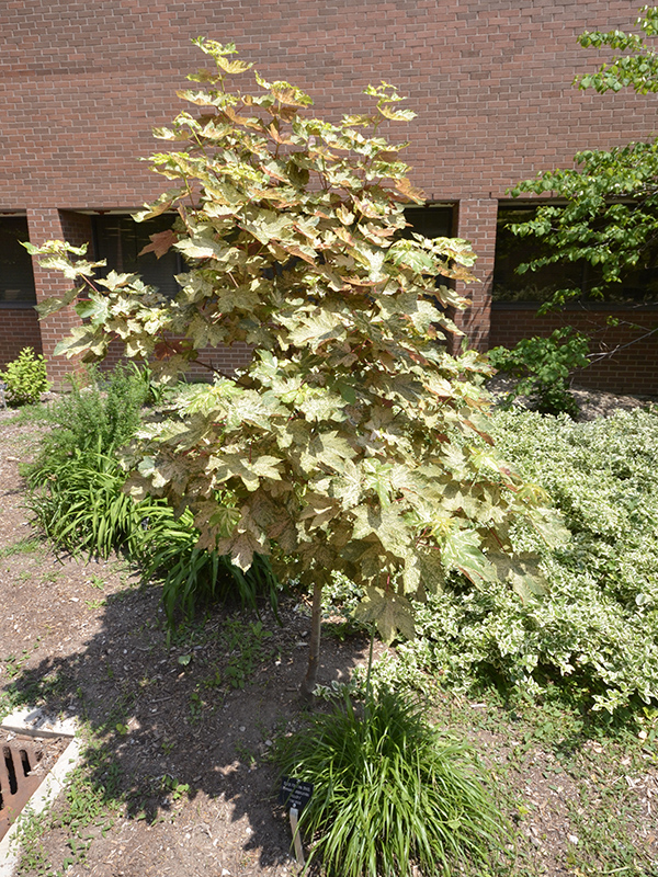 Acer pseudoplantanus 'Eskimo Sunset' Acer pseudoplantanus 'Eskimo Sunset'