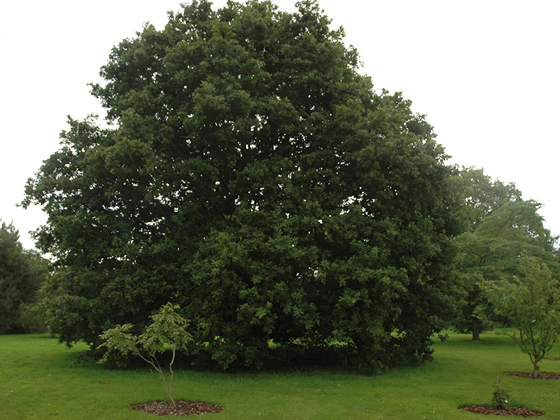 Quercus robur, form. Wakehurst Place, Ardingly, West Sussex, England. Quercus robur, form. Wakehurst Place, Ardingly, West Sussex, England.