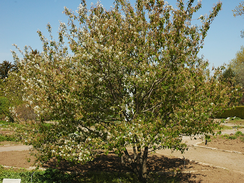 how to you pronounce amelanchier