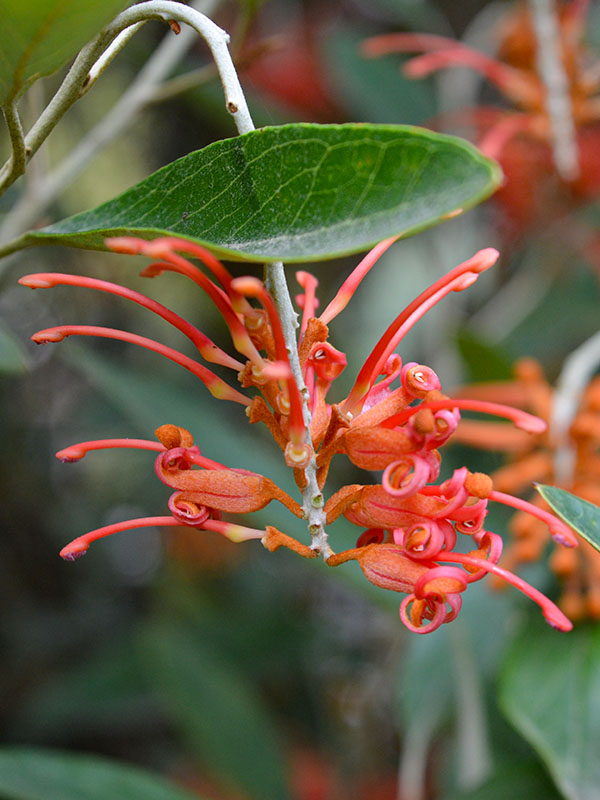 Grevillea vitoriae, flower. Trebah Gardens, Mawnan Smith, Nr Falmouth, Cornwall. 15/10/2019. Grevillea vitoriae, flower. Trebah Gardens, Mawnan Smith, Nr Falmouth, Cornwall. 15/10/2019.