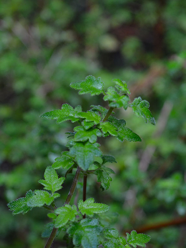 Jovellana violacea, leaf. Ischyrolepis subverticillata, autumn form. Trengwaighton Garden, Madron, Cornwall, United Kingdom. 16/10/2019. Jovellana violacea, leaf. Ischyrolepis subverticillata, autumn form. Trengwaighton Garden, Madron, Cornwall, United Kingdom. 16/10/2019.