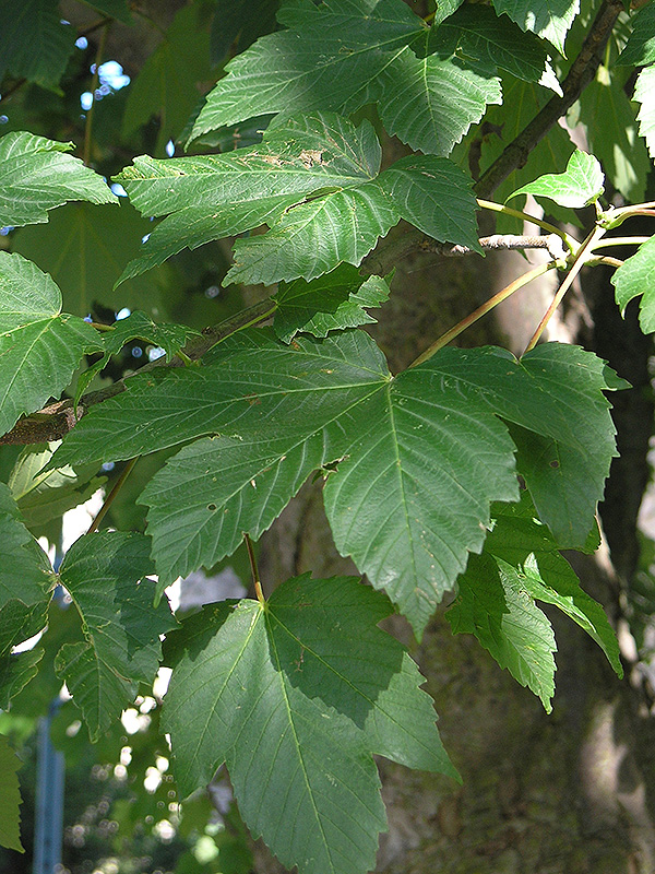 Acer pseudoplatanus, leaf. University of Western Ontario, south of the McIntosh Gallery, London, Ontario, Canada. Acer pseudoplatanus, leaf. University of Western Ontario, south of the McIntosh Gallery, London, Ontario, Canada.