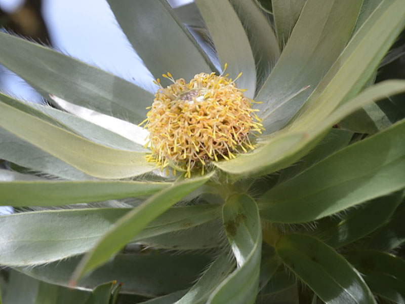 Leucadendron argenteum, flower. Tresco Abbey Garden, Tresco, Isles of Scilly, United Kingdom. Leucadendron argenteum, flower. Tresco Abbey Garden, Tresco, Isles of Scilly, United Kingdom.