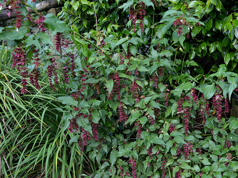 Leycesteria formosa, form. Trebah Gardens, Mawnan Smith, Nr Falmouth, Cornwall. 15/10/2019. Leycesteria formosa, form. Trebah Gardens, Mawnan Smith, Nr Falmouth, Cornwall. 15/10/2019.