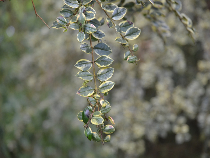 Sementes de Myrtle Chile - Temu (Luma Apicicata)