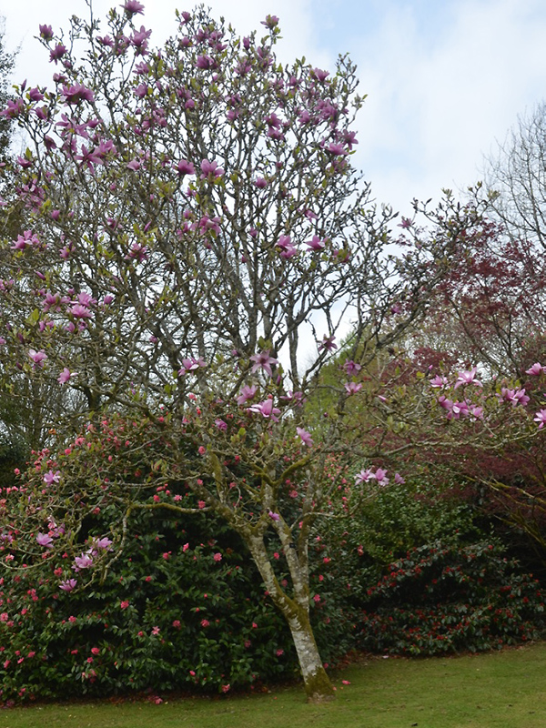 Magnolia 'Apollo', form. Lanhydrock House and Garden, Bodmin, Cornwall, United Kingdom. Magnolia 'Apollo', form. Lanhydrock House and Garden, Bodmin, Cornwall, United Kingdom.