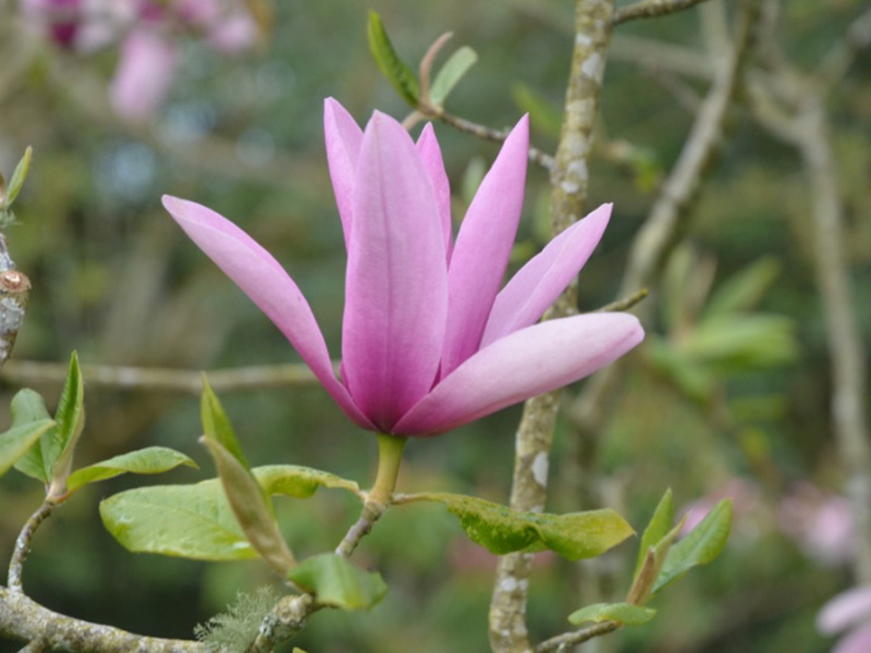 Magnolia 'Caerhays Surprise', flower. Caerhays Castle, Goran, Cornwall, United Kingdom. Magnolia 'Caerhays Surprise', flower. Caerhays Castle, Goran, Cornwall, United Kingdom.
