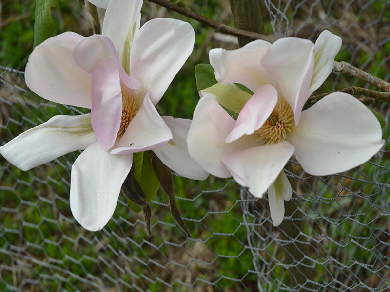 Magnolia 'Kusious', flower. Caerhays Castle, Goran, Cornwall, United Kingdom. Magnolia 'Kusious', flower. Caerhays Castle, Goran, Cornwall, United Kingdom.