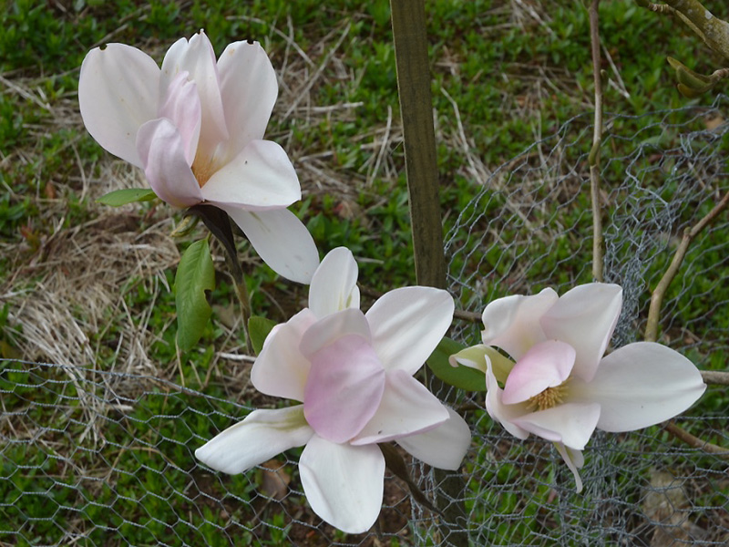 Magnolia 'Kusious', flower. Caerhays Castle, Goran, Cornwall, United Kingdom. Magnolia 'Kusious', flower. Caerhays Castle, Goran, Cornwall, United Kingdom.