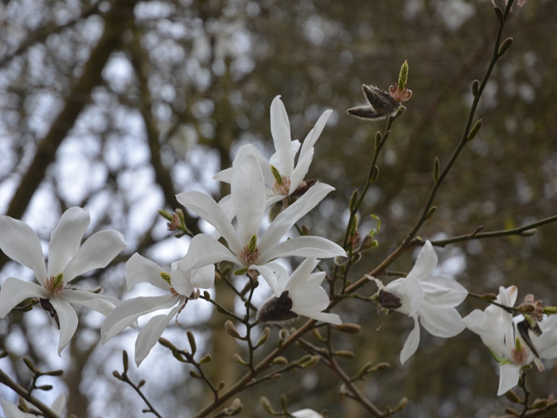 Magnolia × proctoriana, flower, Lanhydrock House and Garden, Bodmin, Cornwall, United Kingdom. 