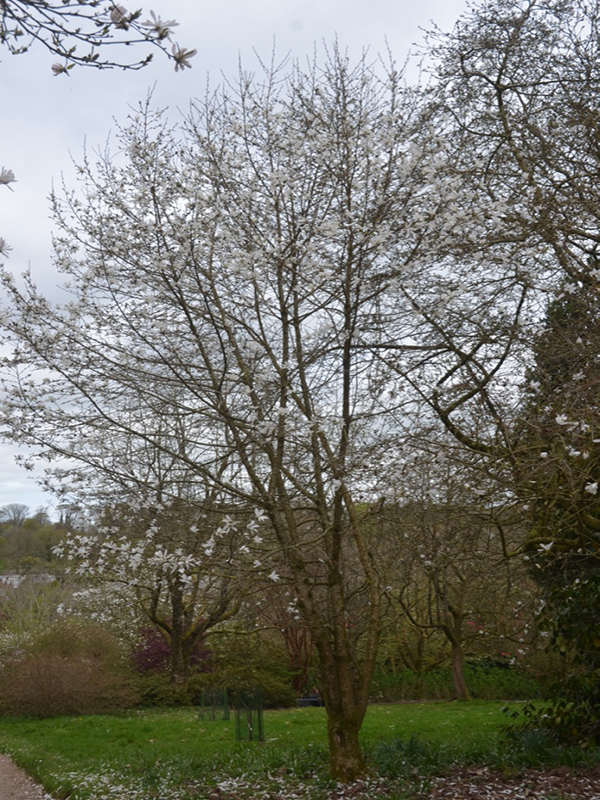Magnolia × proctoriana, form, Lanhydrock House and Garden, Bodmin, Cornwall, United Kingdom. 