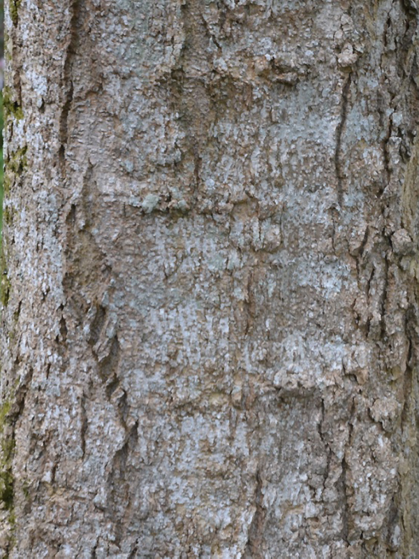 Magnolia campbellii 'Trelissick Alba', bark. National Trust Trelissick Garden, Feock, near Truro, Cornwall, United Kingdom. Magnolia campbellii 'Trelissick Alba', bark. National Trust Trelissick Garden, Feock, near Truro, Cornwall, United Kingdom.