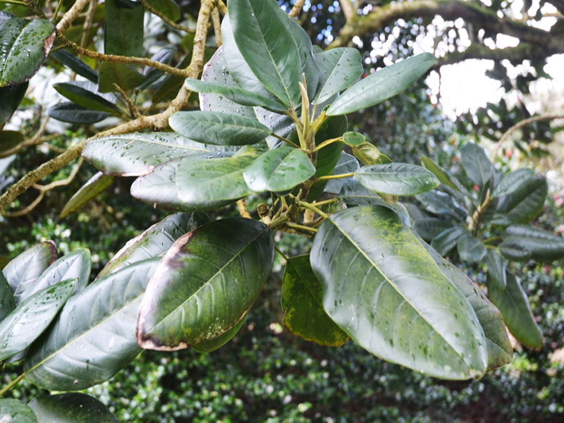 Magnolia delavayi, leaf. Caerhays Castle, Goran, Cornwall, United Kingdom. Magnolia delavayi, leaf. Caerhays Castle, Goran, Cornwall, United Kingdom.