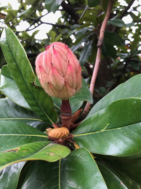 Magnolia grandiflora, flower. Chelsea Physic Garden, London, United Kingdom. Magnolia grandiflora, flower. Chelsea Physic Garden, London, United Kingdom.