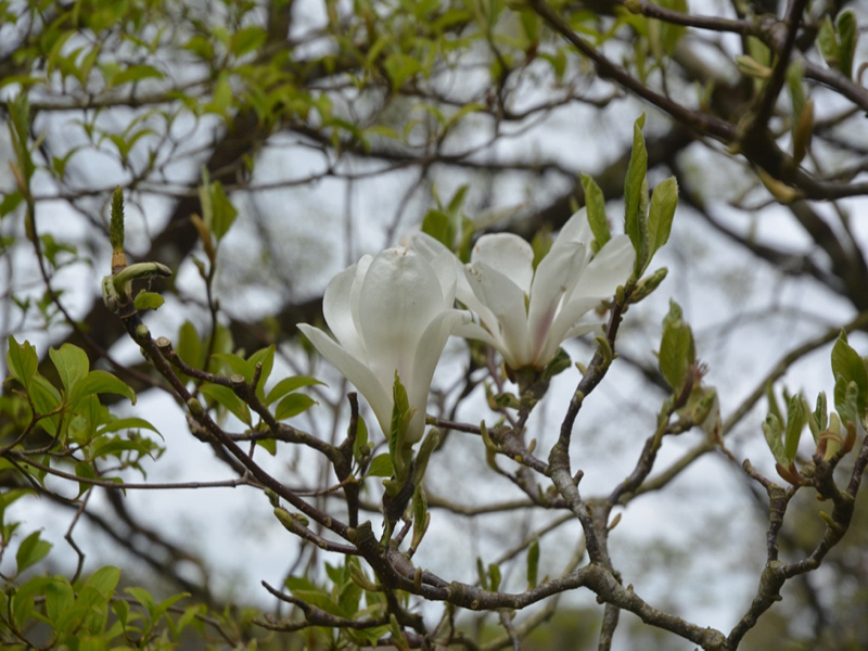 Magnolia x soulangeana 'Amabilis', flower, Lanhydrock House and Garden, Bodmin, Cornwall, United Kingdom. 