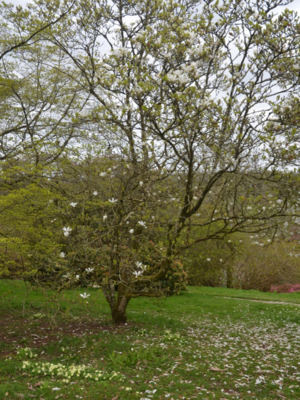 Magnolia x soulangeana 'Amabilis', form, Lanhydrock House and Garden, Bodmin, Cornwall, United Kingdom. 