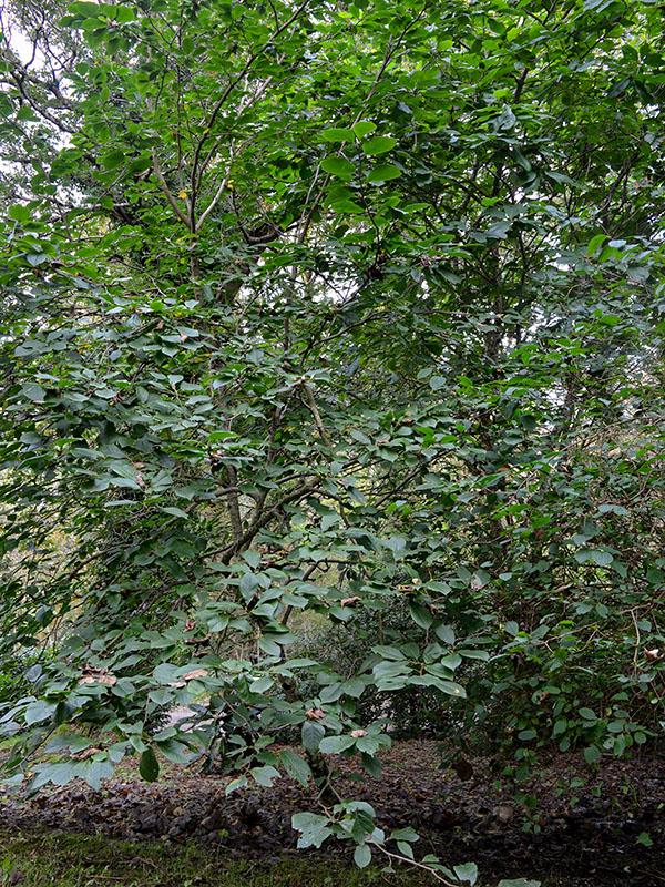 Magnolia × soulangeana 'Sundew', form. Lanhydrock Gardens, Cornwall, England. 16/10/2019. Magnolia × soulangeana 'Sundew', form. Lanhydrock Gardens, Cornwall, England. 16/10/2019.