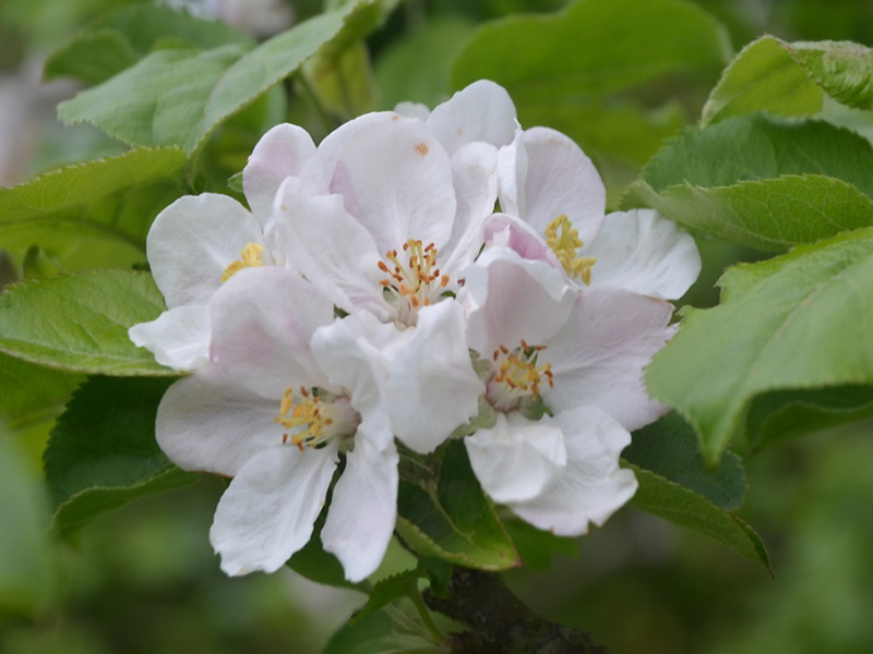 Malus ‘Manaccan Primrose’, flower. Cotehele House National Trust, St Dominick, Cornwall, United Kingdom. Malus ‘Manaccan Primrose’, flower. Cotehele House National Trust, St Dominick, Cornwall, United Kingdom.