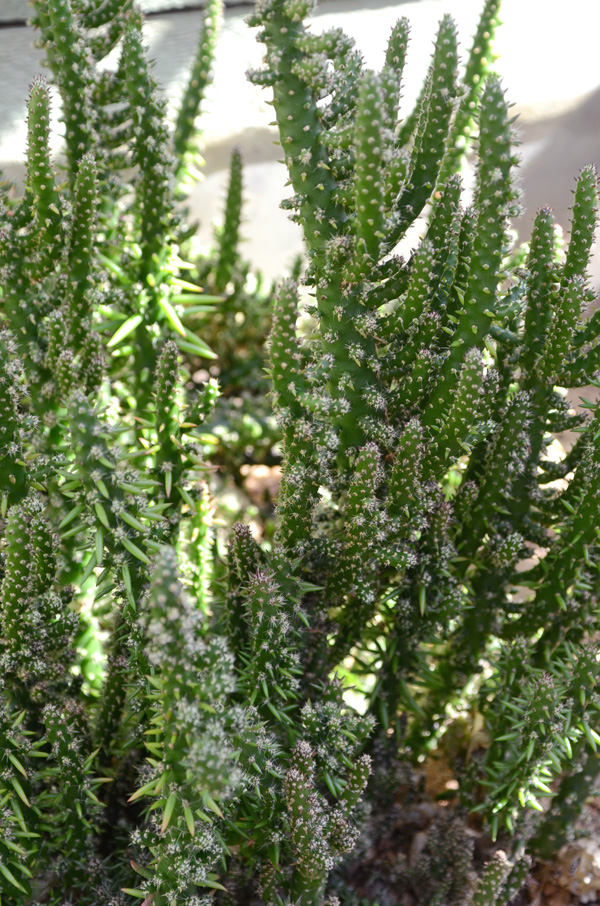 World Plants