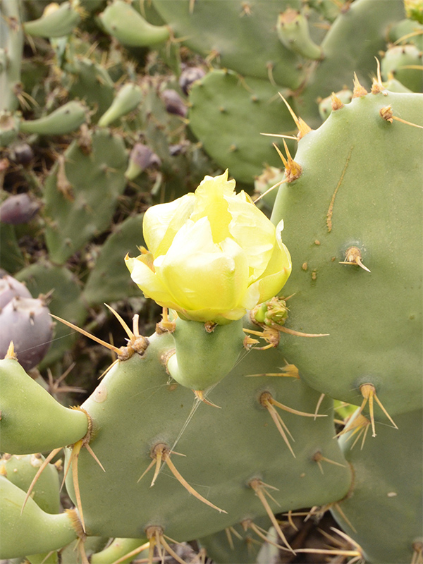 Opuntia ficus-indica, flower. Opuntia ficus-indica, flower.