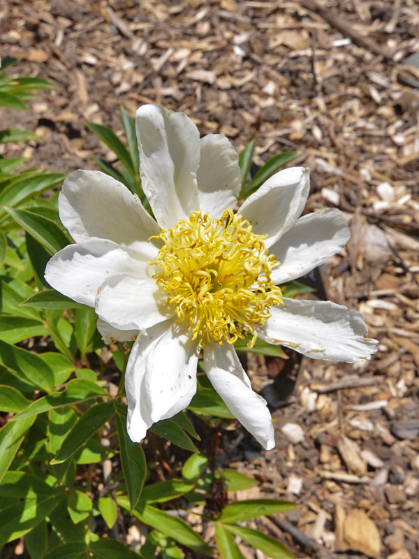 Paeonia 'Shayler's Sunburst'. Paeonia 'Shayler's Sunburst'.