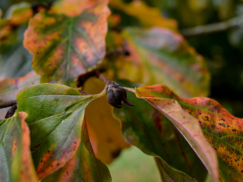 Parrotia persica, seed capsule. Lanhydrock Gardens, Cornwall, England. 16/10/2019. Parrotia persica, seed capsule. Lanhydrock Gardens, Cornwall, England. 16/10/2019.